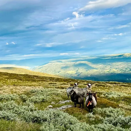 Mjosvang Kafe アパート